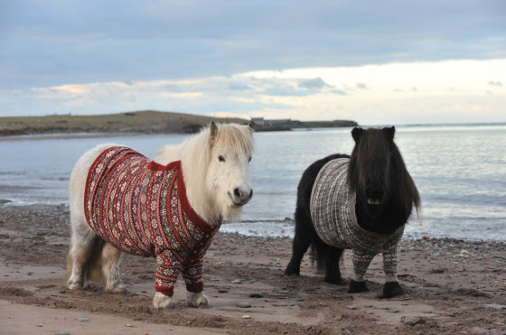 shetland_ponies_sweaters