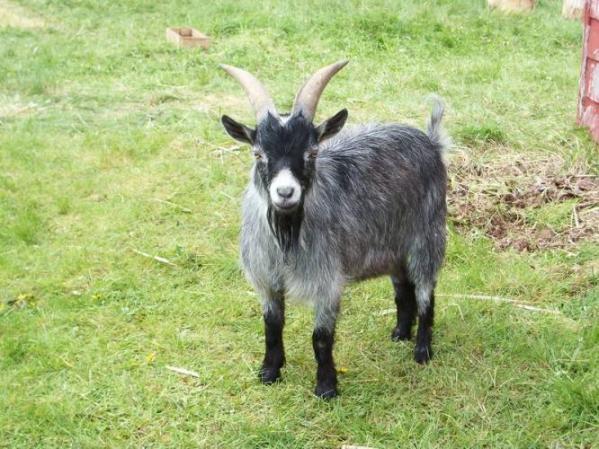 pygmy-goat-buck-for-sale_5810653