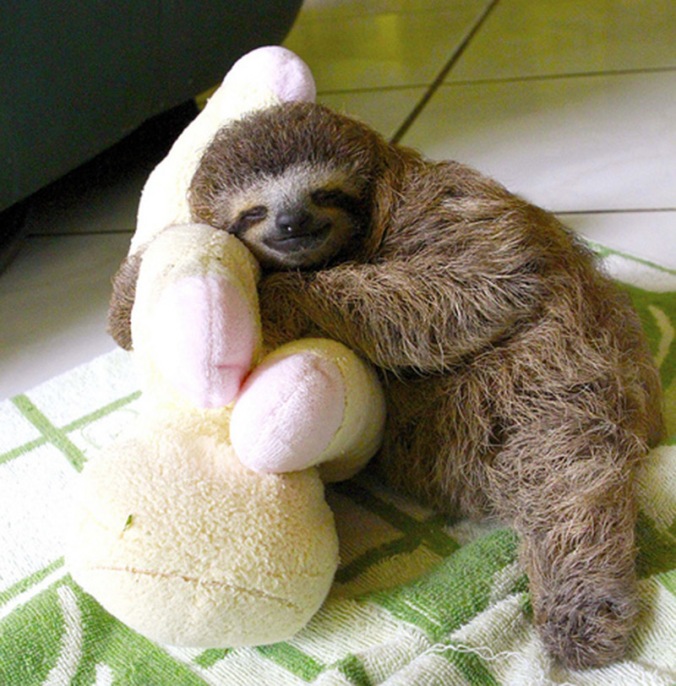 sweet-sleeping-baby-sloth-lucy-cooke-IIHIH