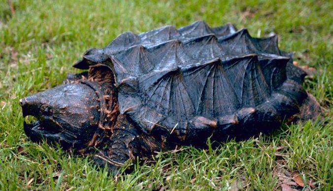 Alligator_snapping_turtle